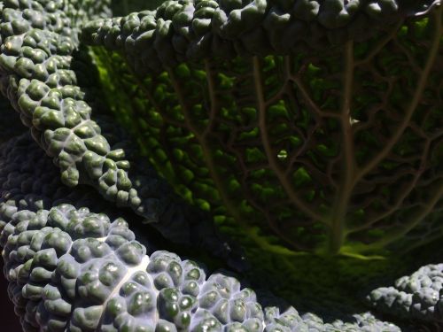 kale green plant