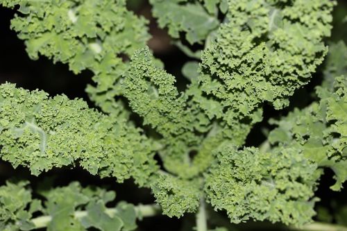 kale gardening vegetable