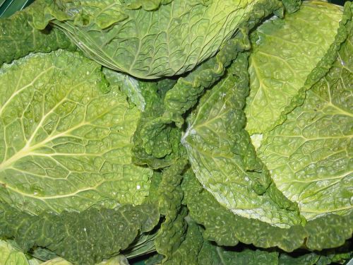 kale cabbage food
