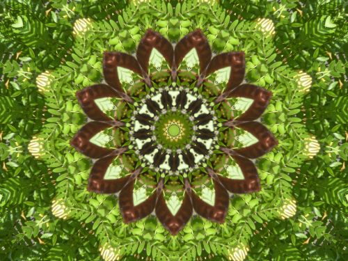 Kaleidoscope Background From Ferns