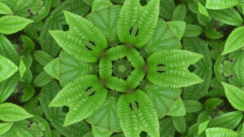 Kaleidoscope Background From Plant