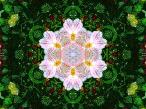 Kaleidoscope With Pink Flower
