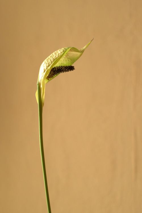 kalia flower single