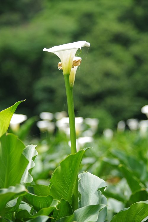 kalla  garden  inflorescence