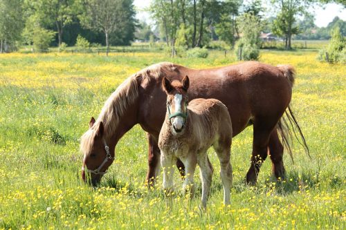 kaltblut horse animal