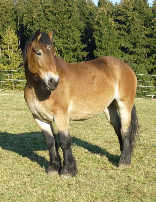 kaltblut mare horse