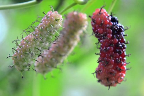 kambilimass berries fruit