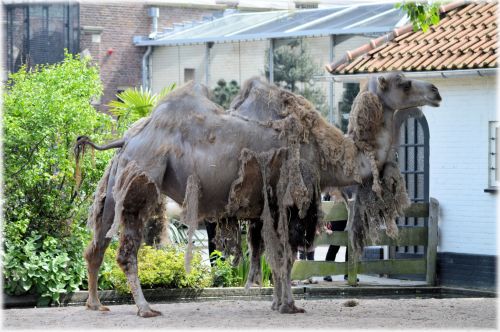 Camel - Tailor At Home?