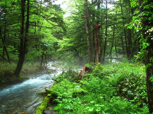 kamikochi forest bathing natural