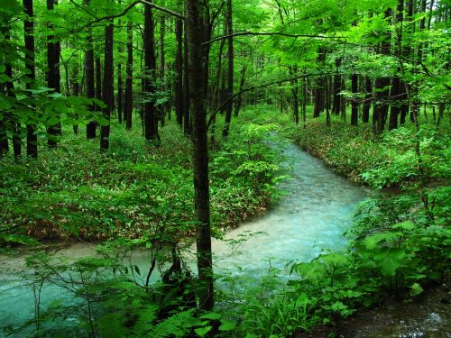kamikochi forest bathing river