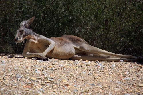 kangaroo resting looking