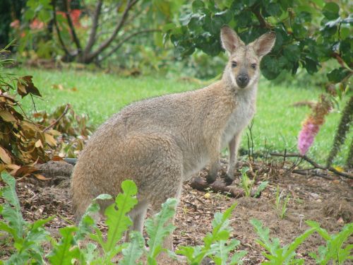 kangaroo kangaroo in garden wallaby