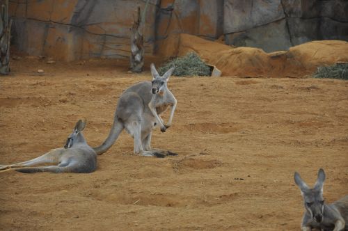 kangaroo mammal animal