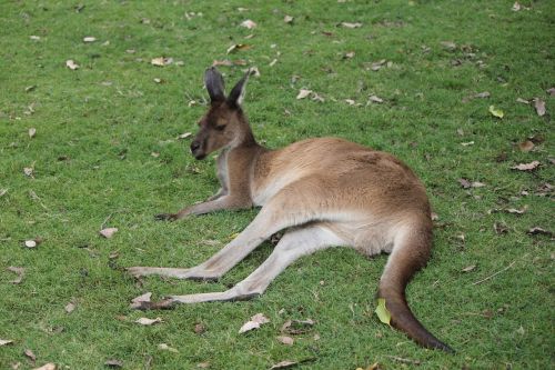 kangaroo australia western australia