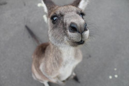 kangaroo cute animal animal