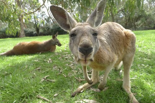 kangaroo australia mammal