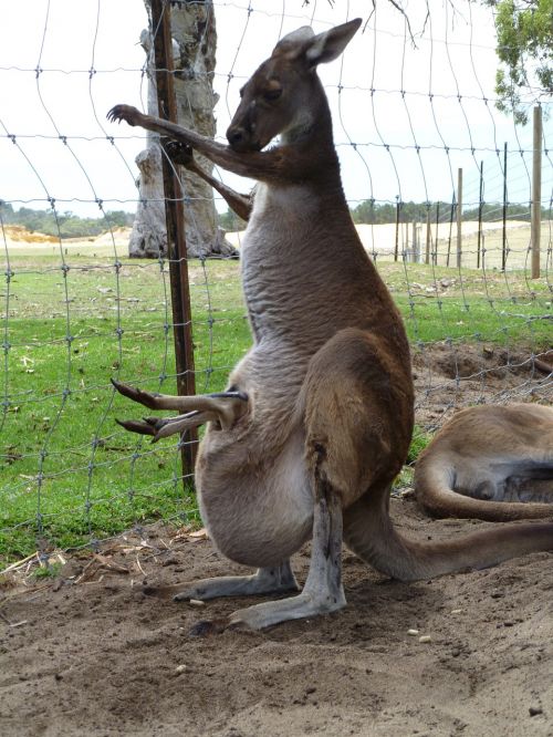 kangaroo joey australia