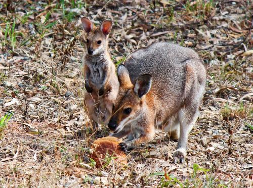 kangaroo joey baby