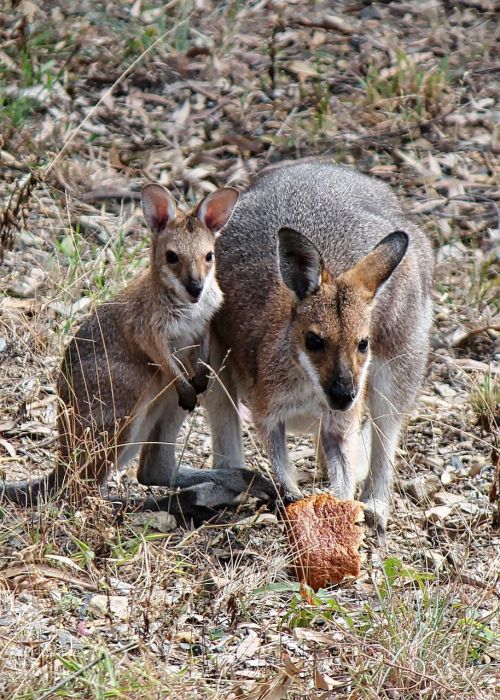 kangaroo joey baby