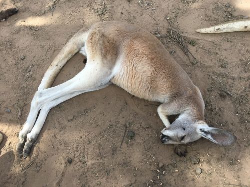 kangaroo nezo sleep