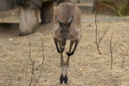 kangaroo exotic animal