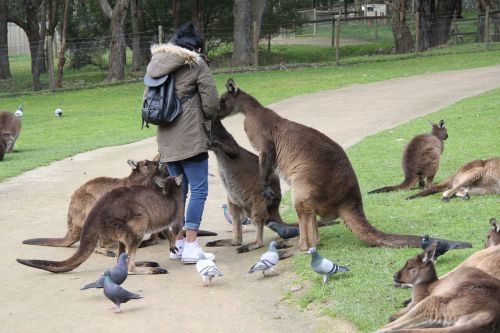 kangaroo australia ballarat