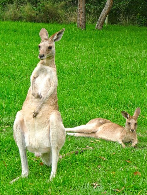 kangaroo male standing