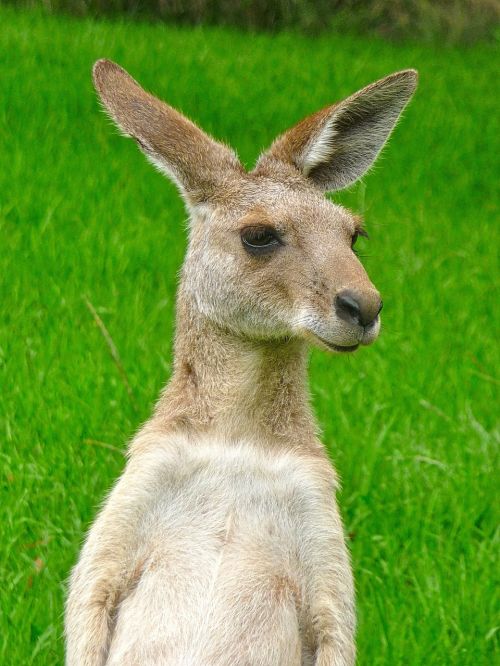 kangaroo expression cute