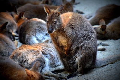 kangaroo purse zoo