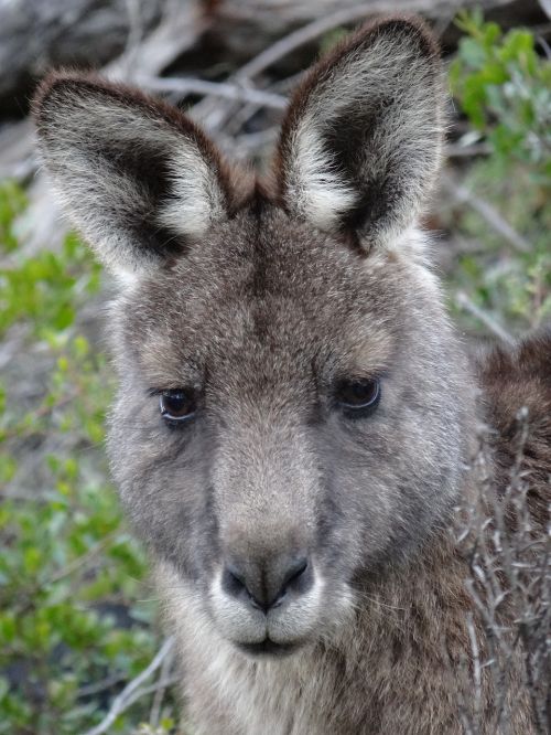 kangaroo face marsupial
