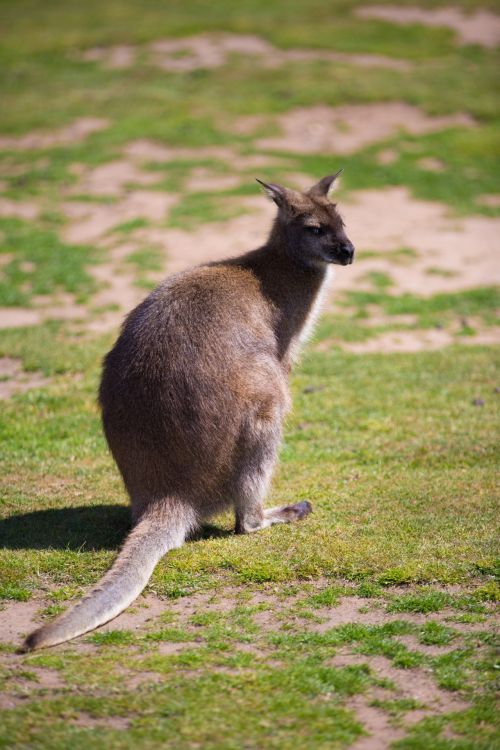 Kangaroo