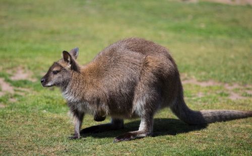 Kangaroo