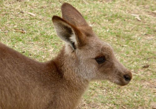 kangaroo face australia