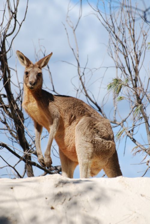 kangaroo animal australia