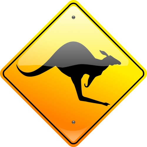 kangaroo australia aussie