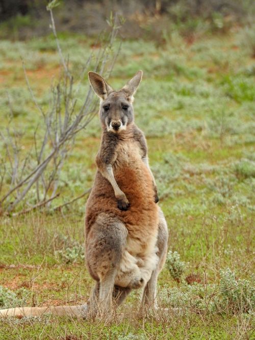kangaroo standing looking