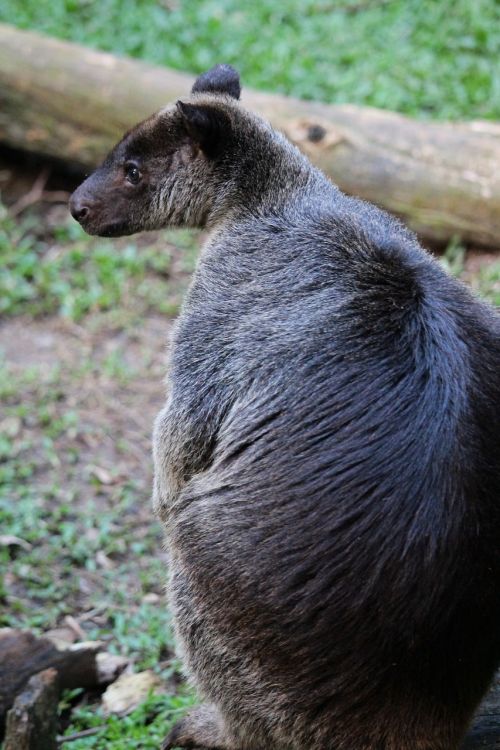 kangaroo ground kangaroo animal