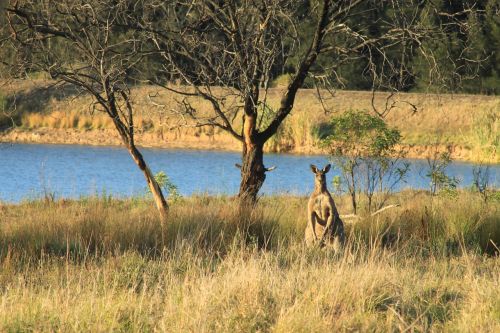 kangaroo camouflage nature