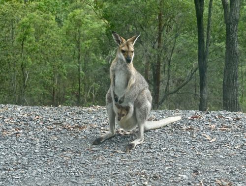 kangaroo wallaby joey