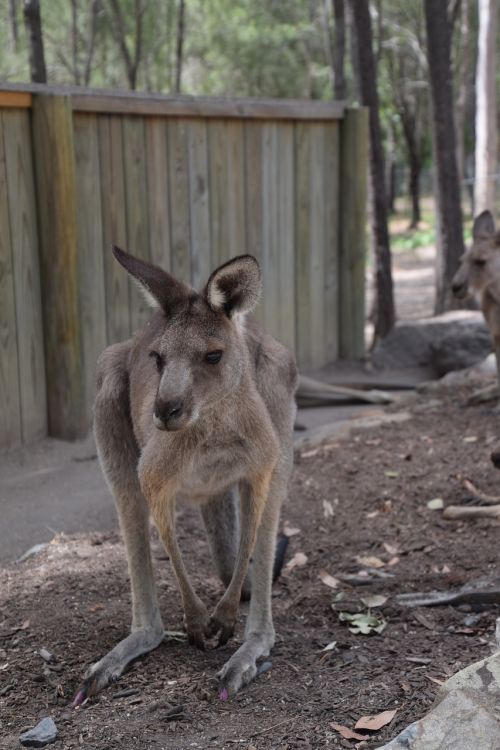 kangaroo australia wildlife