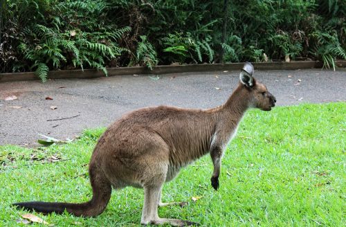kangaroo grass animal