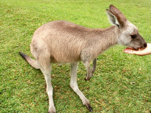 kangaroo grass animal