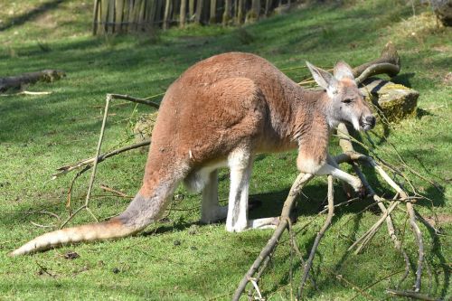 kangaroo animal mammal