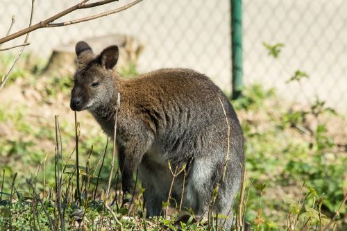 kangaroo zoo animal