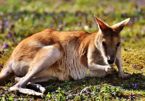kangaroo wild animal animal