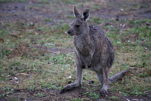 kangaroo wet australia