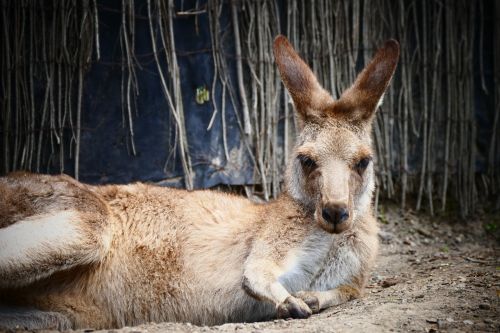 kangaroo australia nature