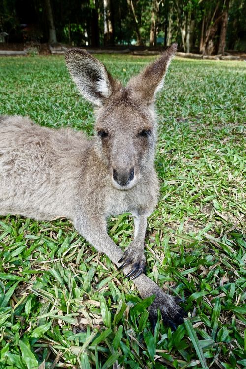 kangaroo face wallaby