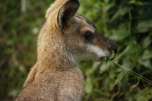 kangaroo australia fur