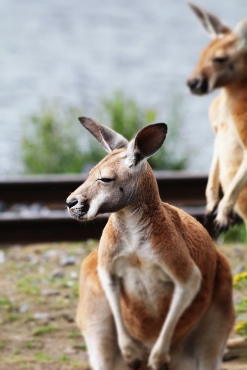 kangaroo australia nature